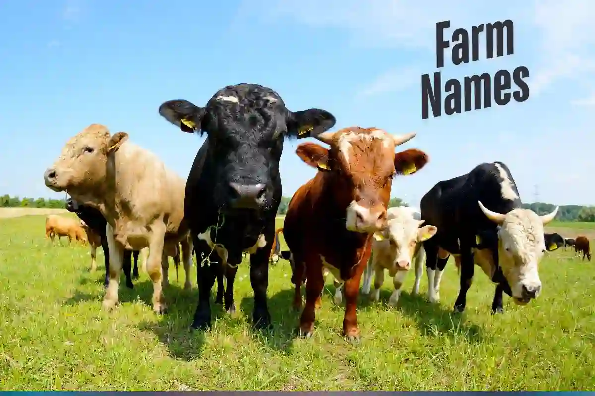 What Did You Guys Name Your Farm Names